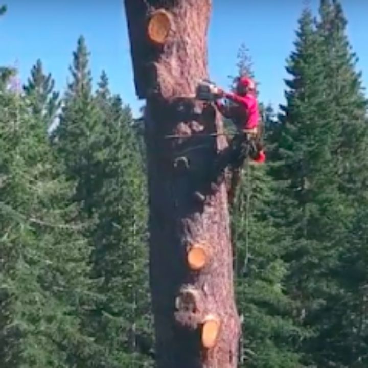 Jeremiah's Tree Service business image