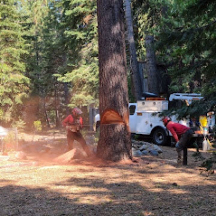 Jeremiah's Tree Service business image