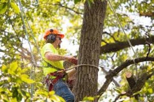 Detroit Tree Service business image
