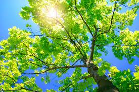 Detroit Tree Service business image