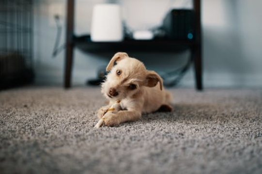 Farmington Hills Carpet and Floors business image