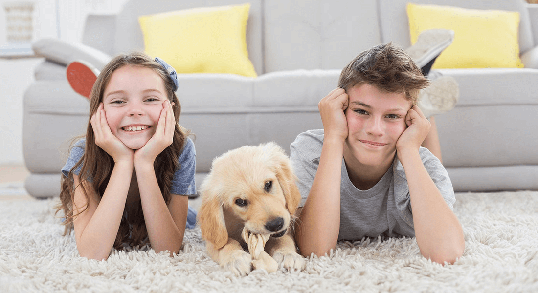 Warren Carpet and Floors business image