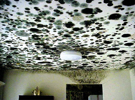 Eco Pro Restoration business image