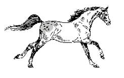 STALLION INC business image
