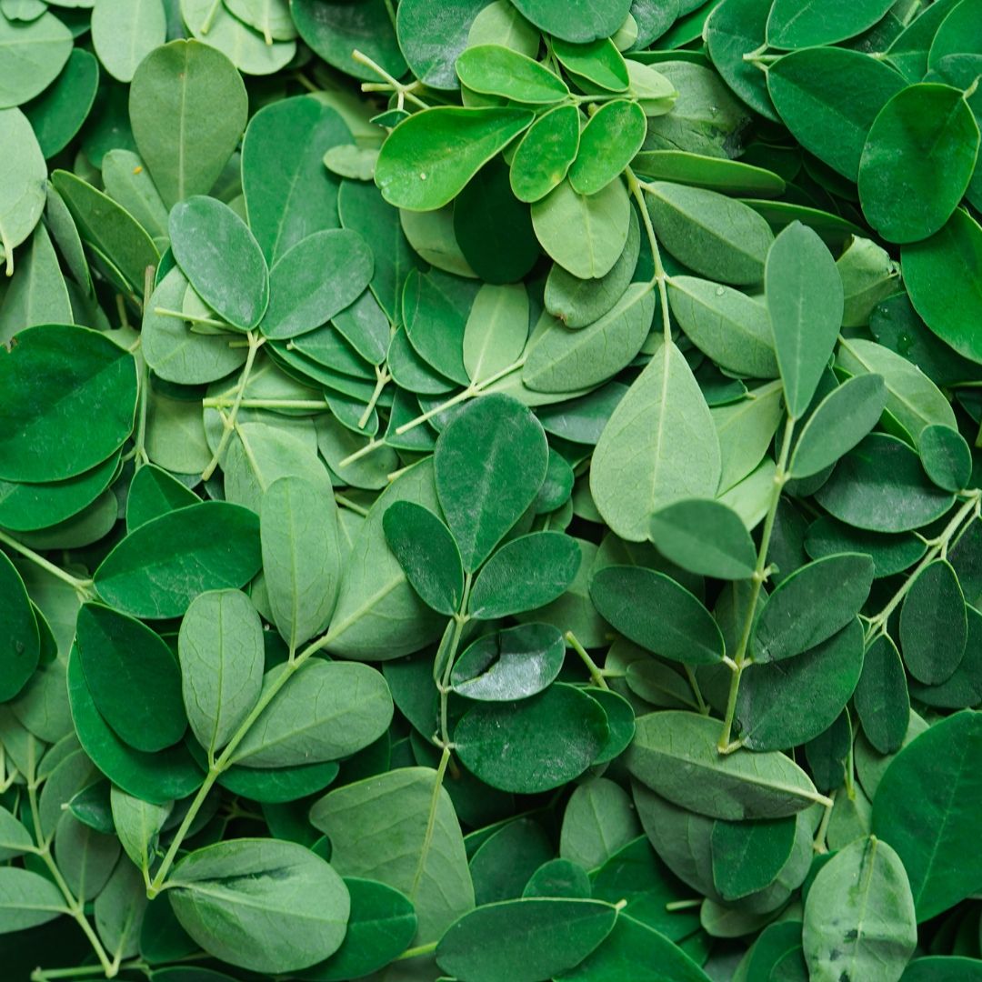 EzMoringa business image
